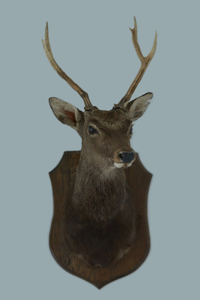 特写的狍头，capreolus，雄鹿孤立在白色背景。