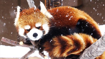 红熊猫
