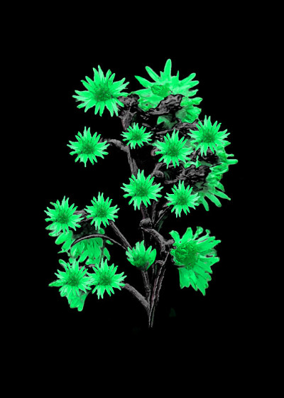 黑上孤花