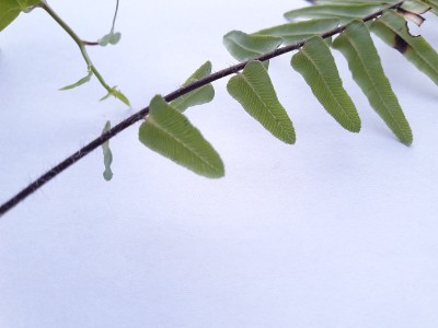 蕨类的学名是蕨类植物。植物界