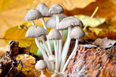 秋天森林里落叶间的蘑菇。
