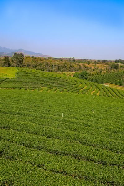 泰国北部清莱Mae Chan区，秋芳茶园的美丽风景