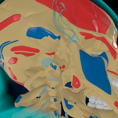 用于医学概念3D的肌肉起源和插入解剖骨骼