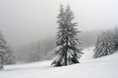 雪山森林在雾