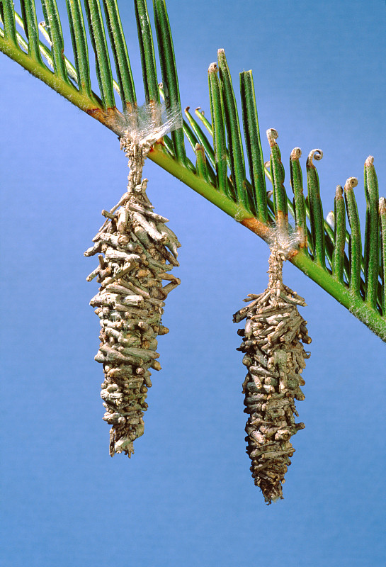 Bagworm Moth Chrysalis(心理科)