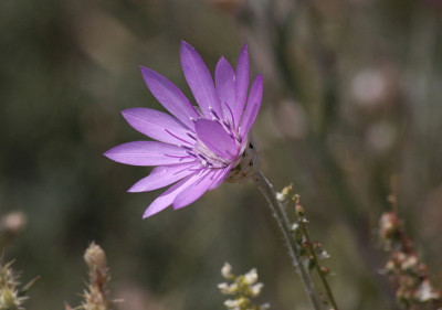 蜡菊的花