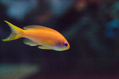 Lyretail fairy basslet fish拟花鮨