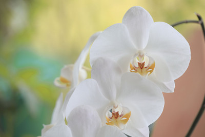 兰花——蝴蝶兰属兰花