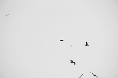 Larus argentatus。鸟儿在天空中。黑白照片
