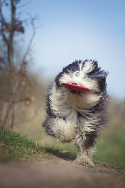 疯狂的古英国牧羊犬狗有胡子的柯利牧羊犬小狗玩飞盘