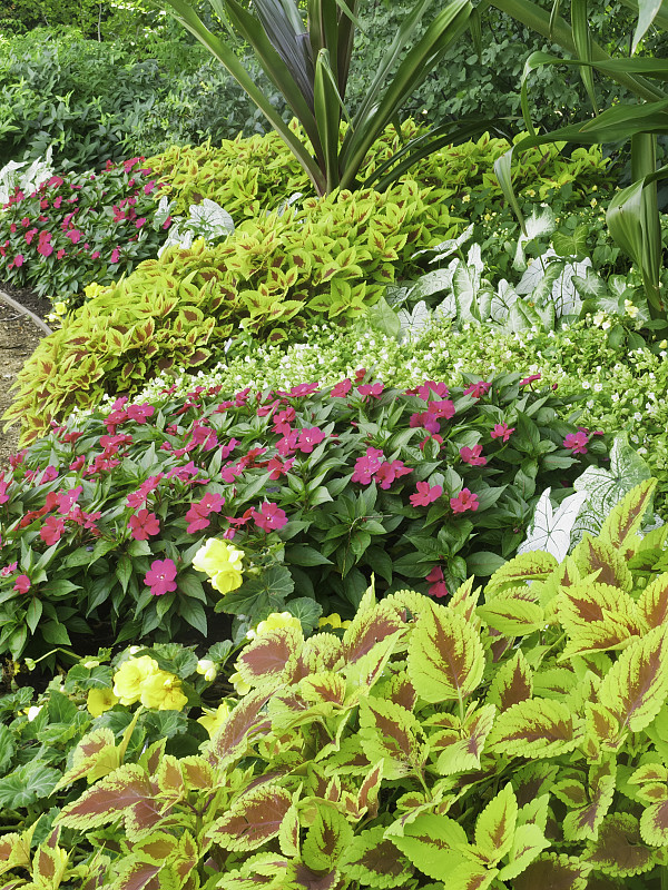 夏季花园里的花圃十分茂盛