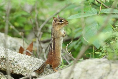 东花栗鼠