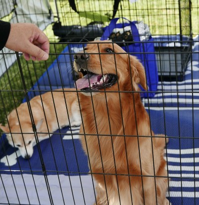 板条箱里的金毛寻回犬，等待收养