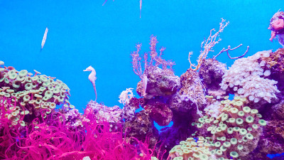 小海马在海水水族馆与珊瑚。
