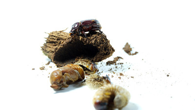 椰子犀牛甲虫的生命周期有三个阶段，第一阶段是幼虫(称为Grubs)，第二阶段是蛹，最后阶段是成虫。