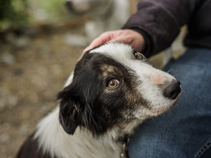 一只高级狗在边境牧羊犬救援被他的养父宠物。他已经被收养了!