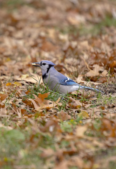 蓝鸟 (Cyanocitta cristata cristata)