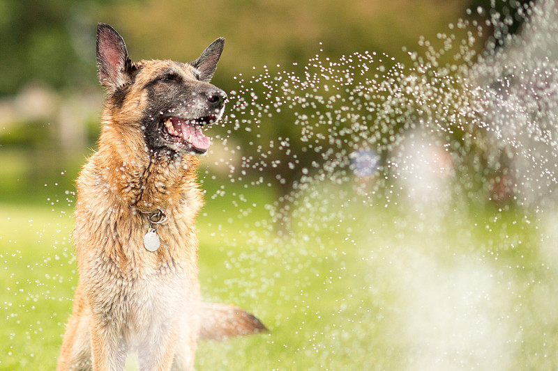 德国牧羊犬在外面玩水预览效果