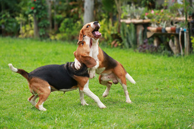 快乐的小猎犬在草坪上玩耍
