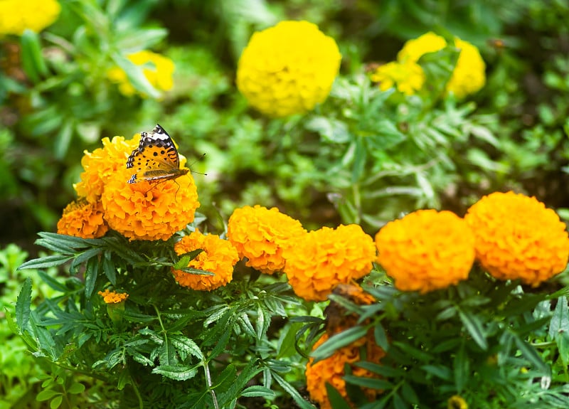 冲绳黄花双金盏花和印度贝母