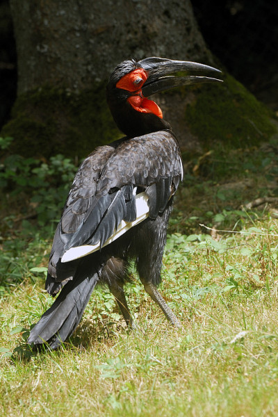 南部Ground-Hornbill
