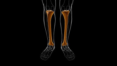 人体骨骼解剖胫骨骨3D渲染