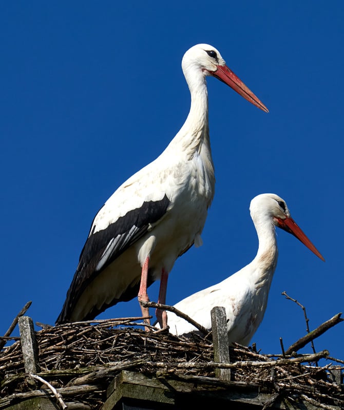 鹳夫妇，Ciconia Ciconia，站在清澈的蓝天前的巢中。