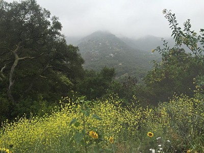 在山坡上盛开的向日葵，雾在山上滚动