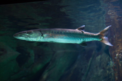 梭鱼(Sphyraena barracuda)