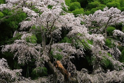 福岛县郡山市樱幸村