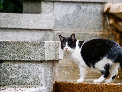 猫