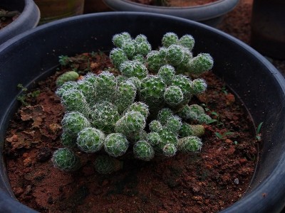 花园里的牛乳仙人掌