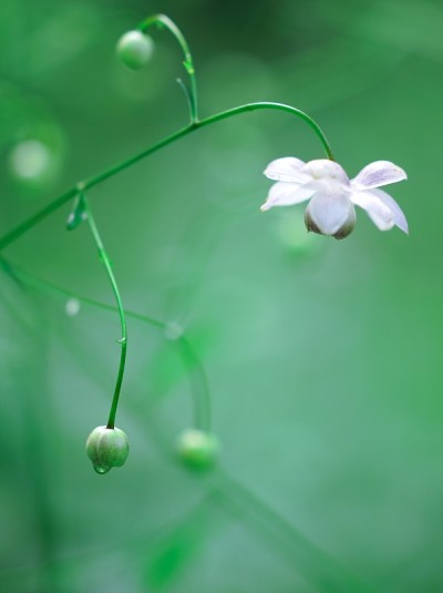 森林仙女虾