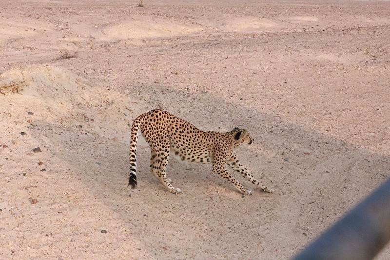 野猫