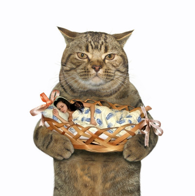 猫和睡觉的女孩