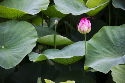 莲花用树叶