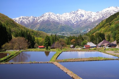 日本阿尔卑斯山和梯田稻田