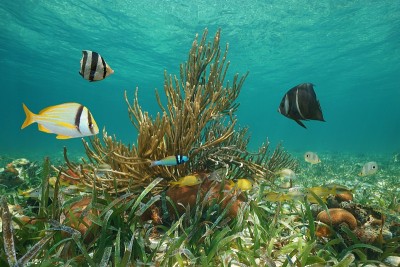 水下海洋生物鱼类加勒比海古巴