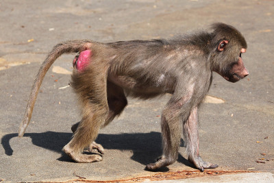 狒狒(Papio Hamadryas)。