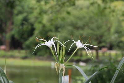毒药灯泡花