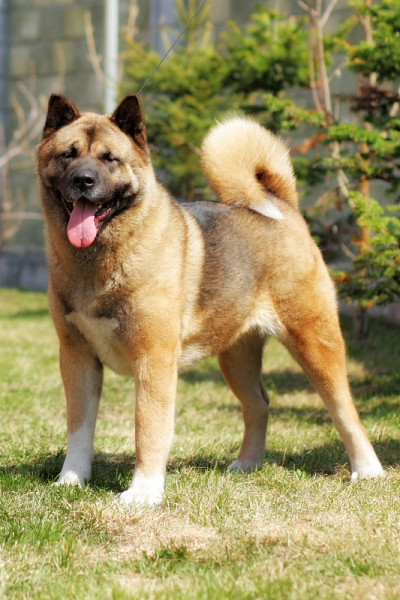 纯种红犬秋田犬站在展示位置