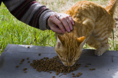 猫