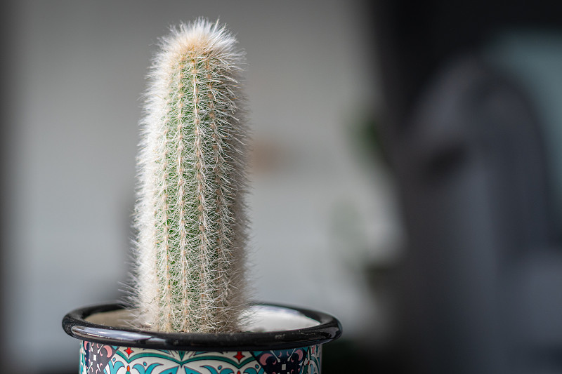 银色火炬仙人掌(Cleistocactus strausii，毛茸茸的)，体积小，装在彩色的杯中