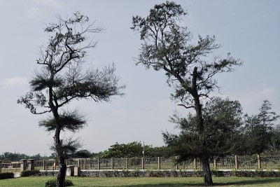 公园里以蓝天为背景生长着树木