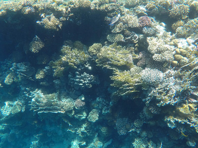 埃及红海海底世界