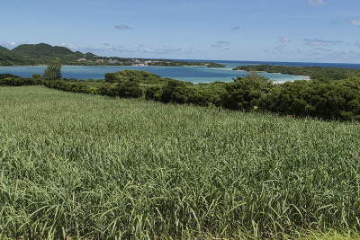 甘蔗田和卡比拉湾，石垣岛，冲绳