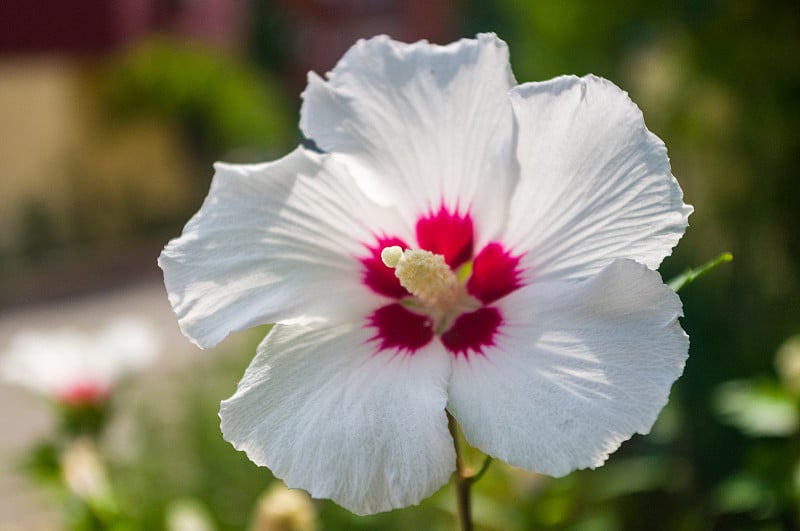 鲜艳的芙蓉花绽放在热带花园中，以柔和的自然绿色为背景聚焦