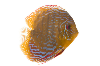 铁饼-水族馆之王