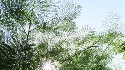 背景树，天空，云从下面