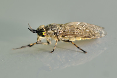 Horse-fly